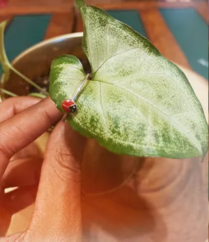 Lil Lady Bug Sterling Silver Toe Ring